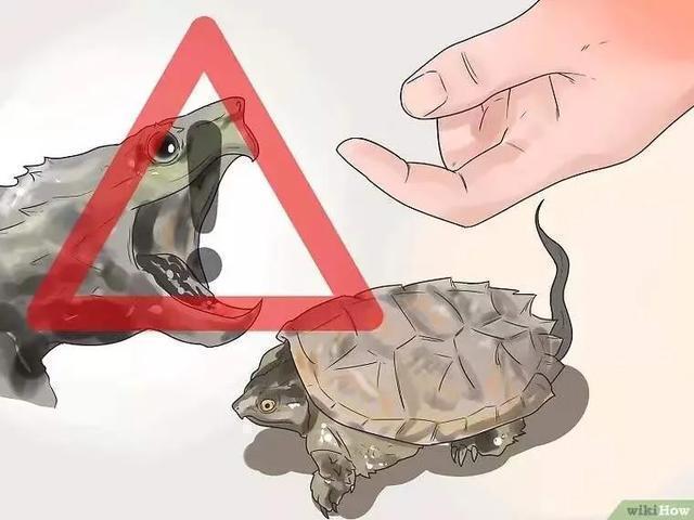 如何提高龟的互动性,养龟怎么和龟互动