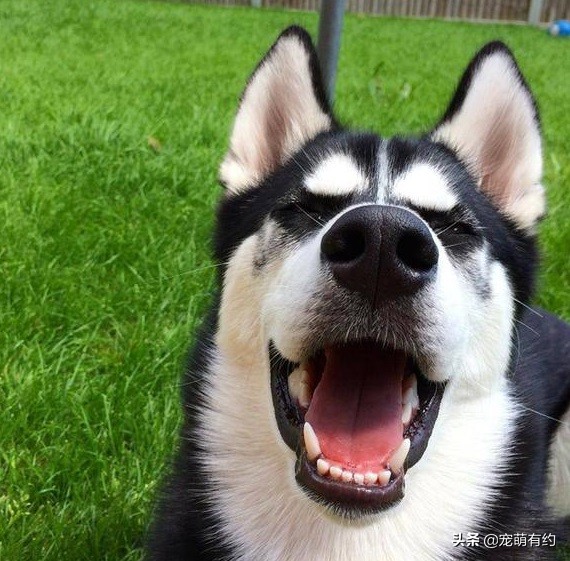 哈士奇不只是拆家他还拆狗,哈士奇不光拆家还会拆车