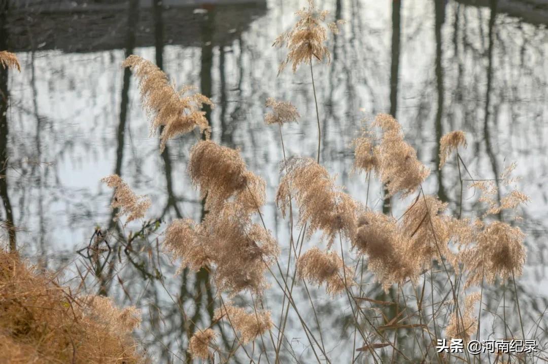 120个美丽乡村柘城入选,河南柘城县最美乡村