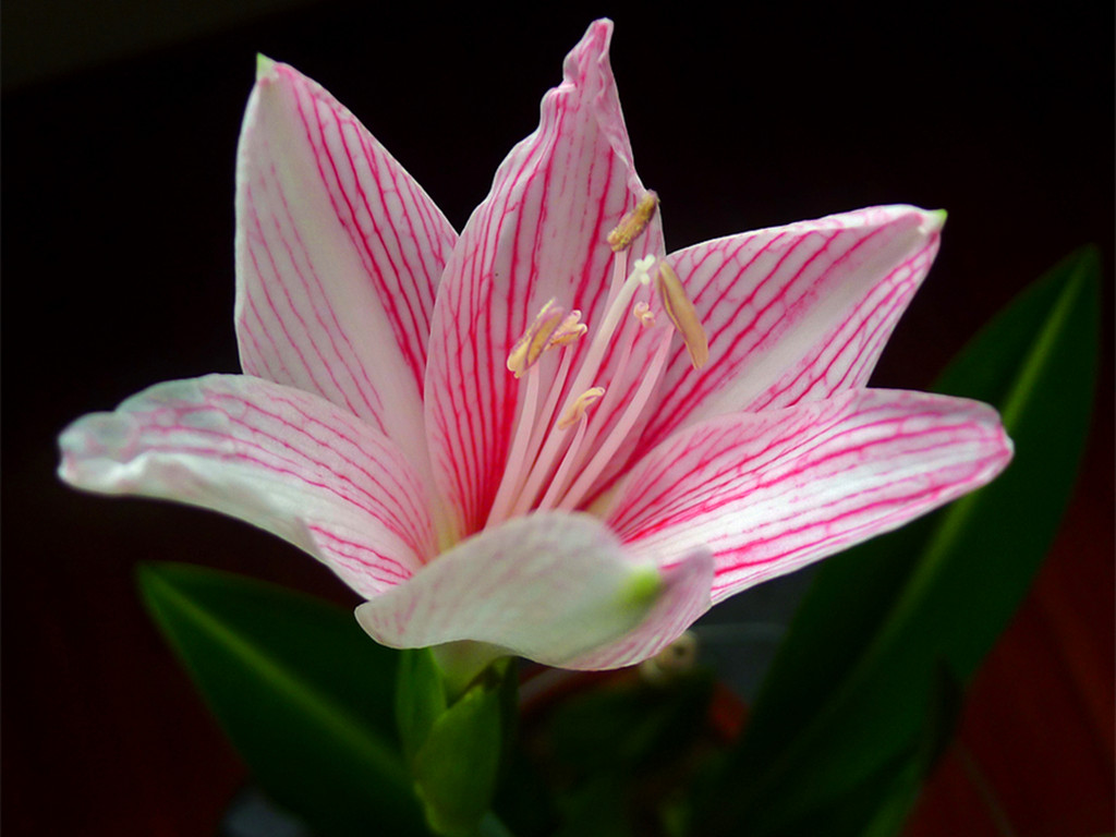 五种常见的球根花卉,哪些球根花卉会年年开花