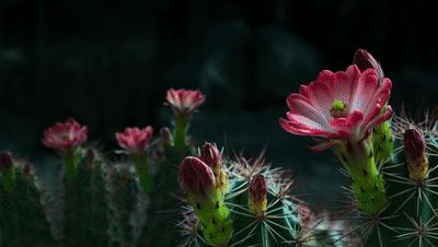 夜半*拍偷**下,成就今年第一部神级纪录片:黑暗下的生命,超乎想象