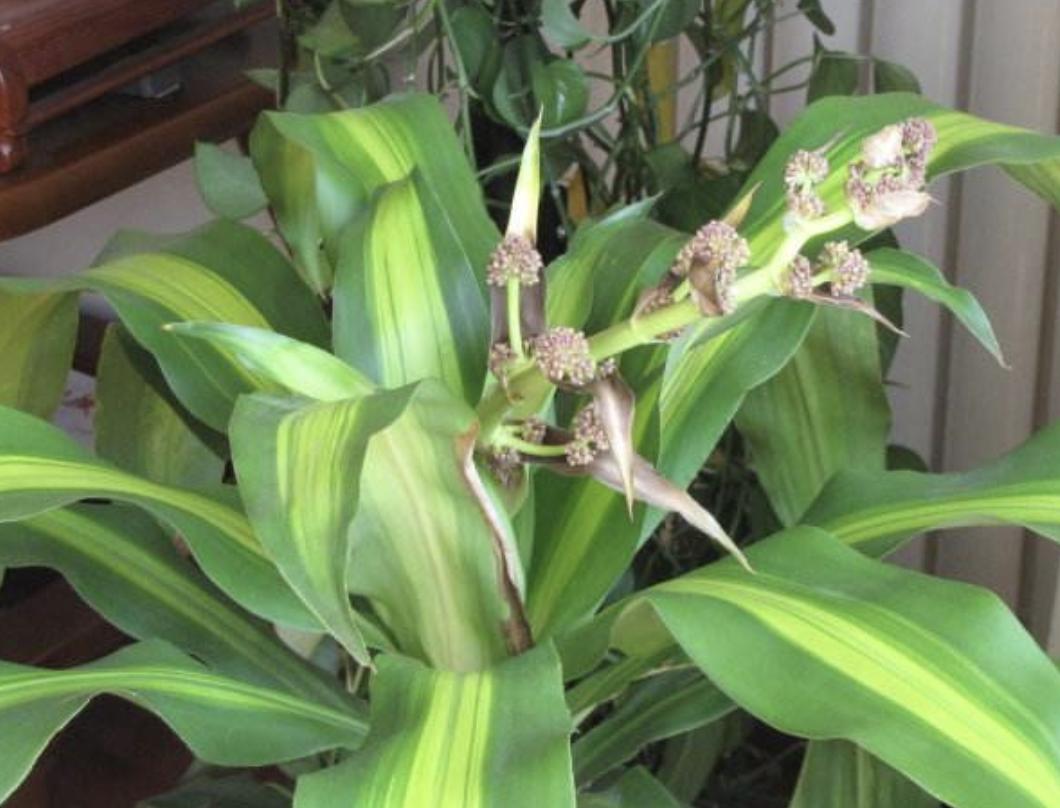 家里万万别傻傻养这3种花,家里养4种花高贵优雅一养就上瘾