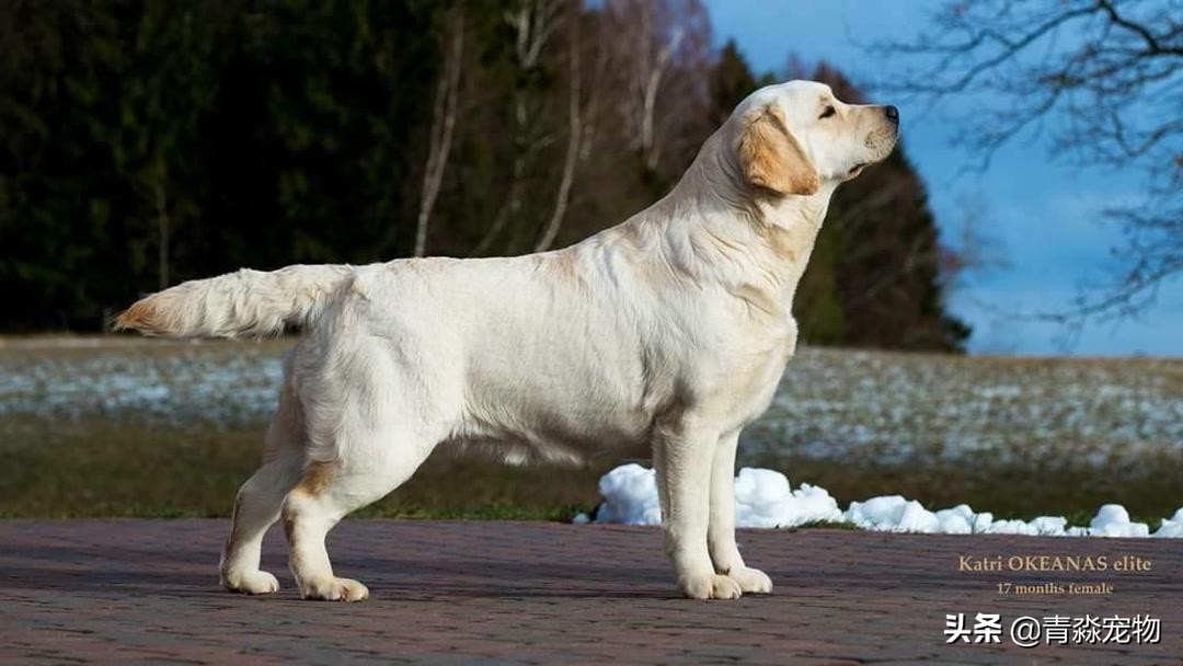 有什么办法能让拉布拉多饿,拉布拉多怕冷吗多少度合适