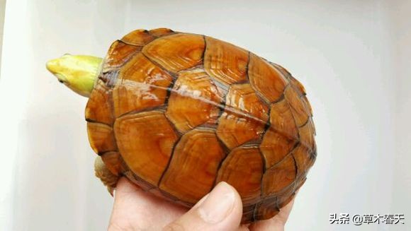 黄喉龟腐甲前期表现,养龟怎么预防腐皮烂甲