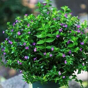 细叶萼距花的养殖方法,细叶萼距花的功效与作用