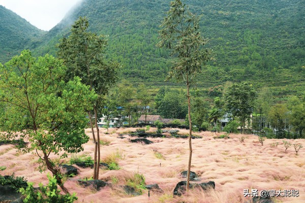 重庆这片花海你还没有来打开，那你就输了