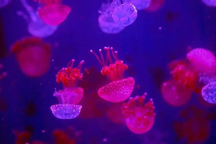 100个梦幻乐园,超2000平的梦幻王国游乐场