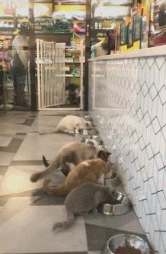 狗中奇葩哈士奇,狗界七大奇葩