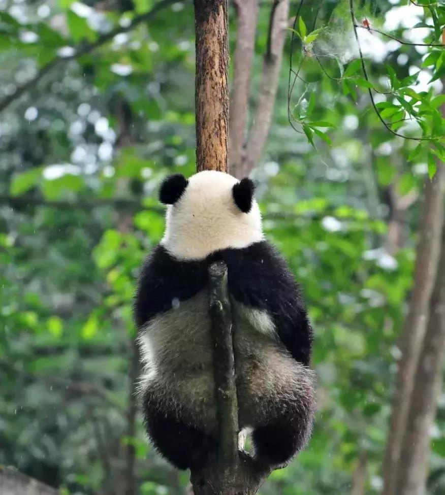 你才可爱你全家都可爱怎么回,你才可爱你全家都可爱出处