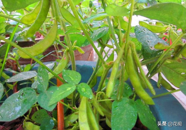 喜欢吃毛豆？自己在家种，几粒黄豆轻松种一大盆，耐看又好吃！