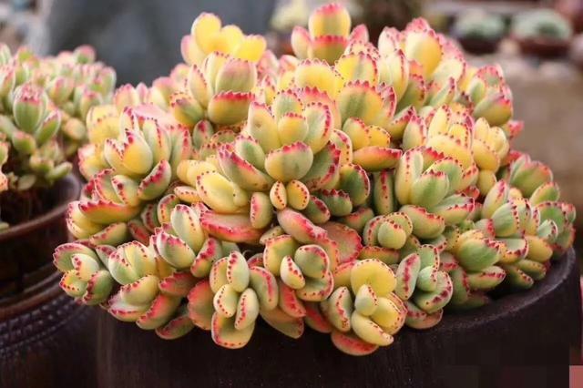 多肉是如何上色的,多肉怎么上色快又好看的绝招