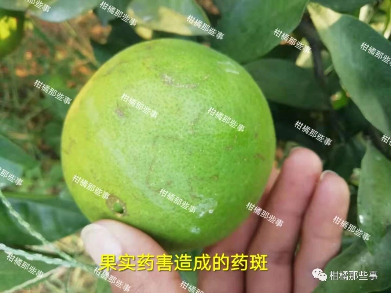 安徽柑橘保花保果的措施有哪些,丰收期柑橘促梢和保果必看