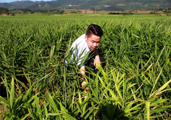 山东二号黄姜高产技术,南方高产栽培小黄姜