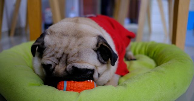 巴哥犬怎么养才是正确的,养巴哥犬要注意些什么