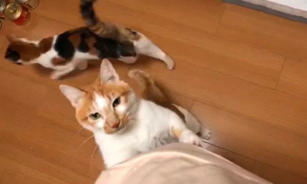 猫咪挑食不怎么吃怎么办,猫咪怎样的表现证明它是挑食了