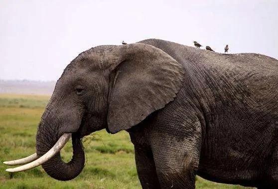 秒杀银背大猩猩的十个动物,盘点10种比老虎还厉害的动物