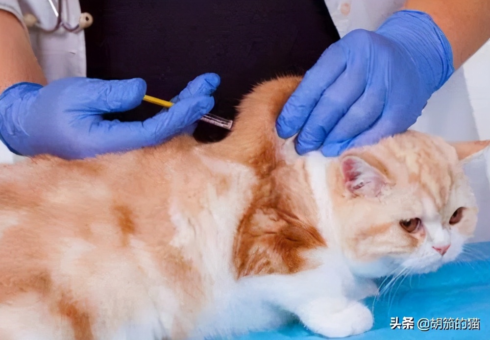 一年的母猫为啥不返群,母猫反群一直叫怎么办