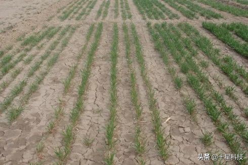 小麦一喷三防技术,小麦一喷八防配方