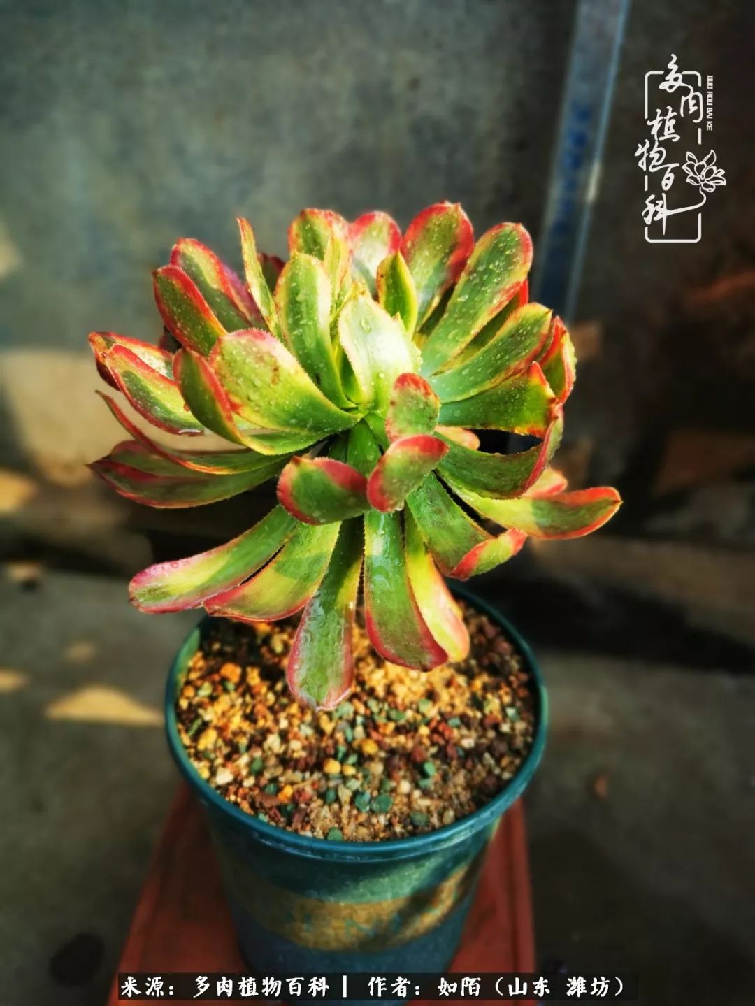 凤凰涅槃，浴火重生！多肉法师圣斗士们的秋天！（附养护经验）