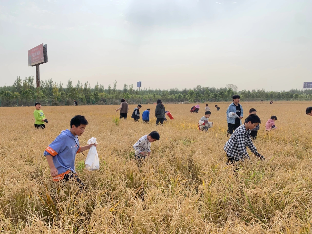展望原阳大米发展图片,原阳大米跌落神坛