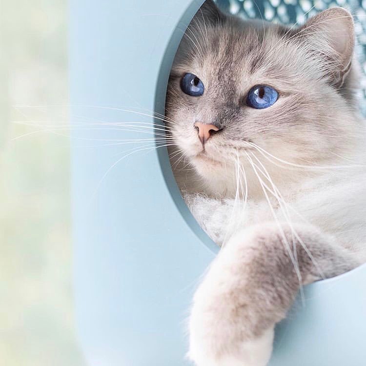 猫咪结膜炎的最佳治疗方法,猫咪结膜炎好得快的小窍门