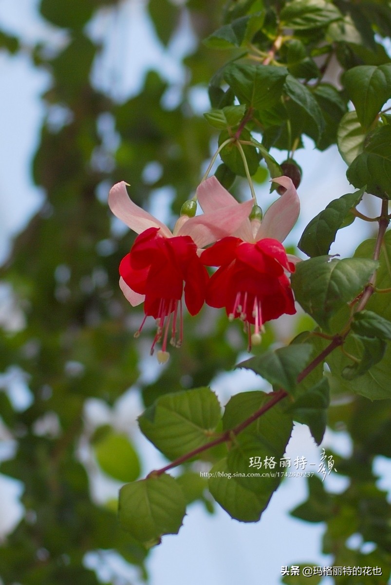 园丁金挂有排期吗,吊钟海棠怎么养护