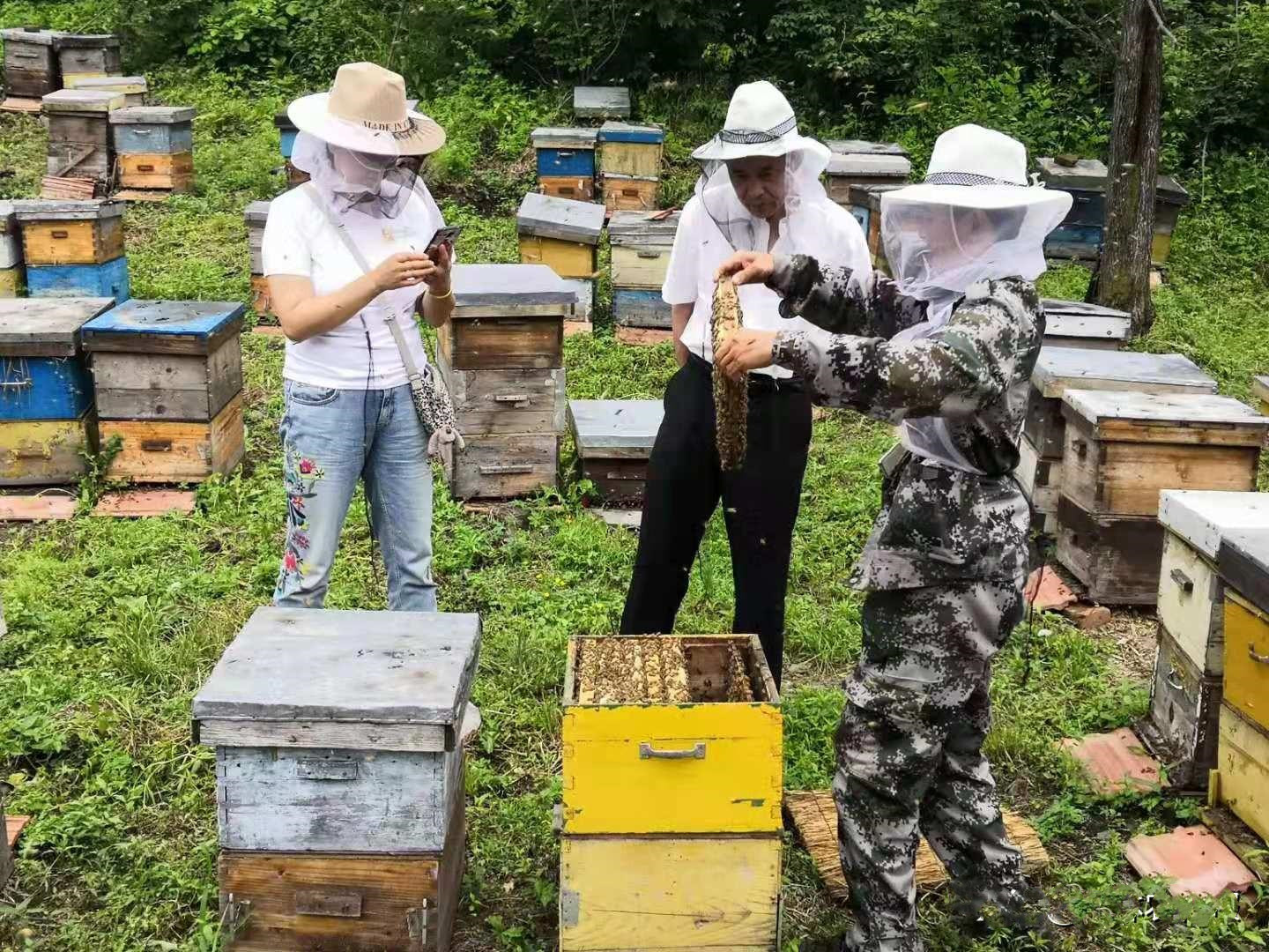寻找纯蜂蜜,寻觅纯正的天然蜂蜜