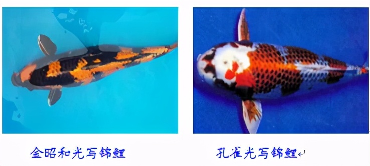 锦鲤鱼趴缸怎么解决,锦鲤鱼鳞溃烂最简单的解决办法