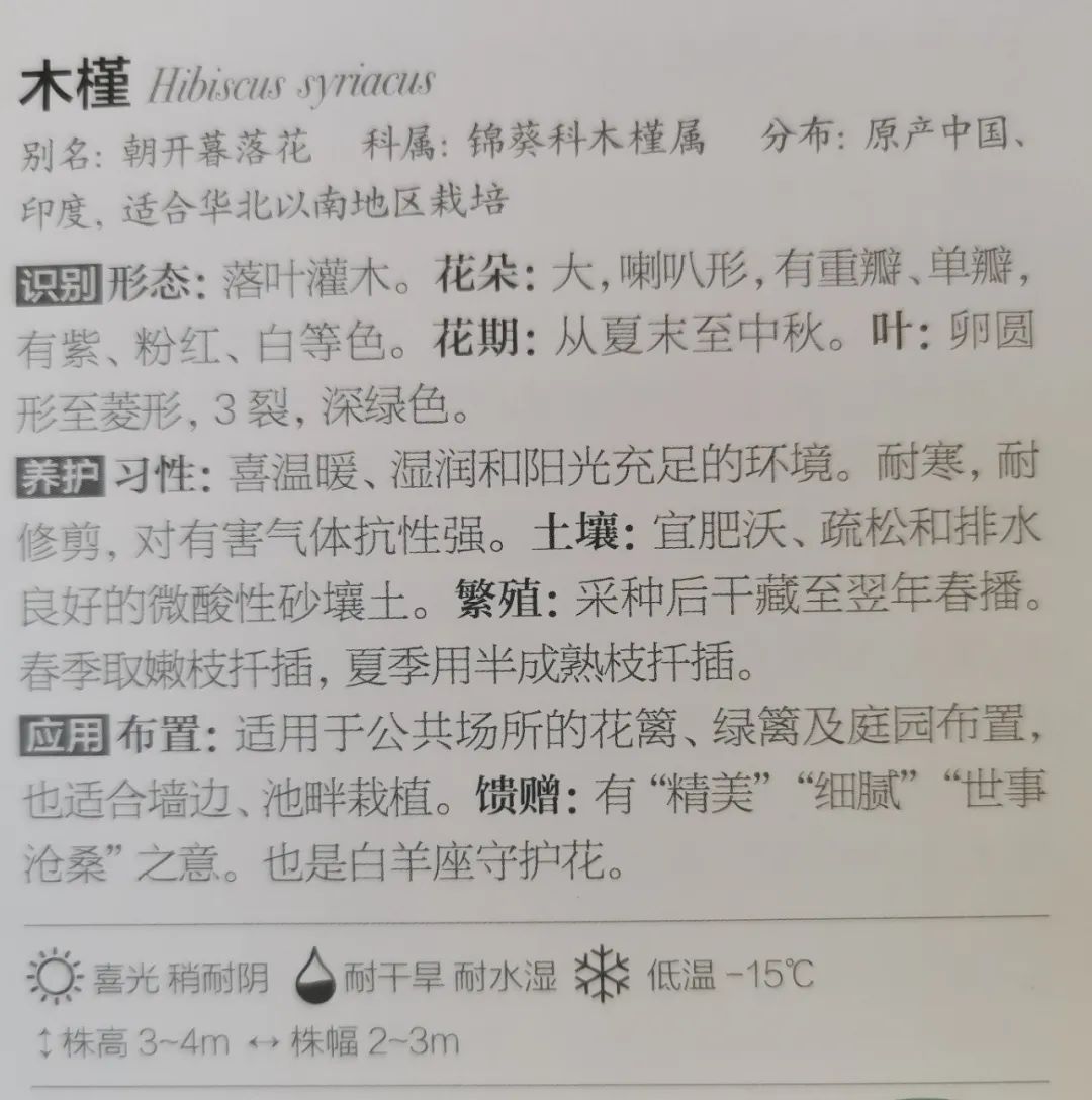 十二星座双子座的守护花,双子座守护花是什么星座