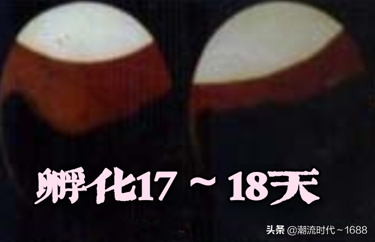 怎么孵化小鸡宝宝,怎么孵化小鸡不用孵化箱和电热毯