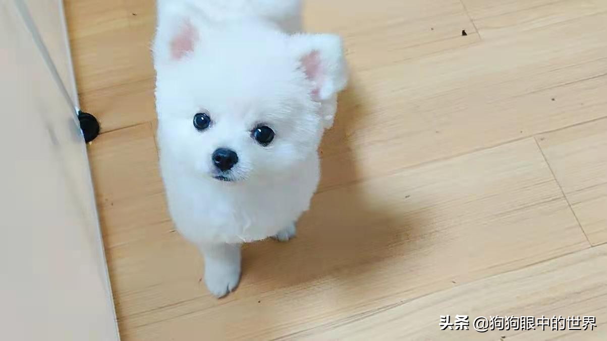 流浪狗治愈抑郁症,没想到自己竟然得了重度抑郁症