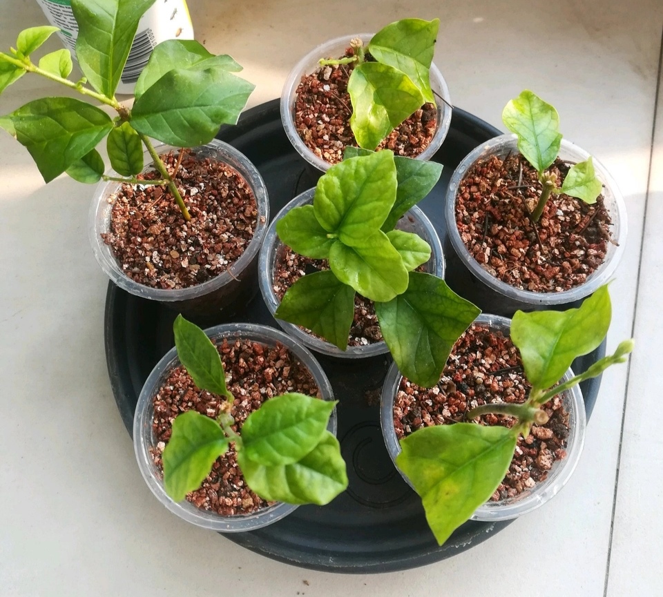 秋天扦插花苗,秋天扦插的小苗