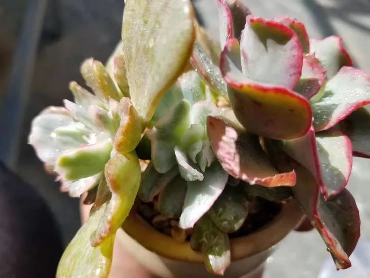 爱机车，爱多肉，宝妈花姐的诗和远方