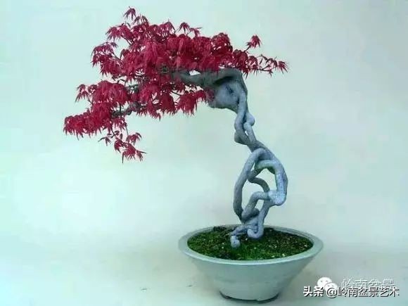 又好看又好养的盆景,最值得收藏的十种盆景