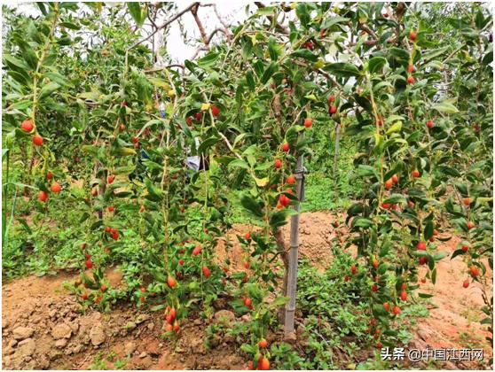 汇仁工厂供应链,汇仁药业极致品质从源头开始