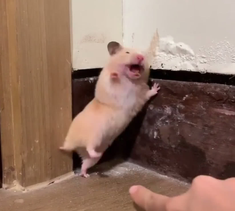 被戳吓一跳的仓鼠,盘点仓鼠被吓坏的瞬间