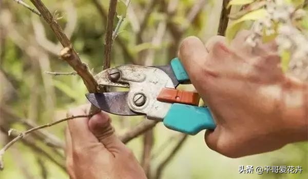 养花该怎么修剪花根,养花新手修剪步骤图解