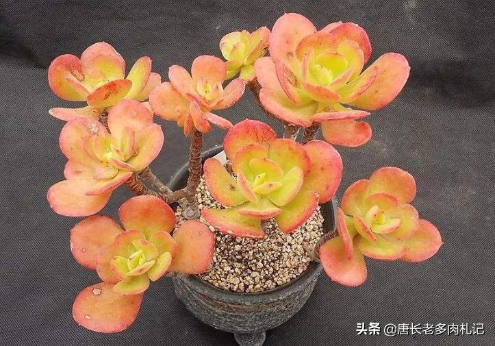 多肉红梅烂根怎么处理,多肉红梅徒长了怎么办