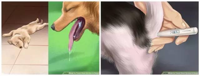 狗狗常见的意外事故及急救方法,狗狗意外伤人怎么治疗