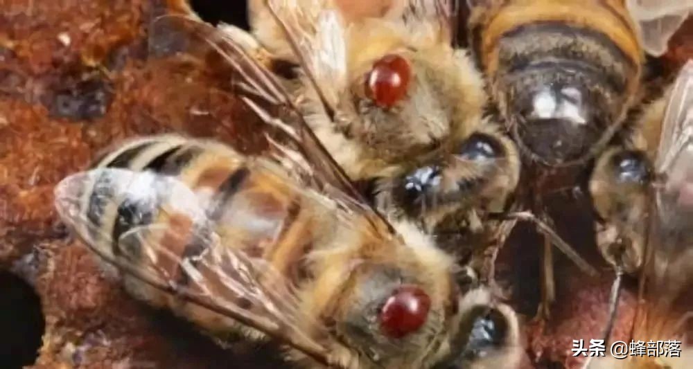 果树专生虫怎么打死,大树上的钻心虫怎么消灭最快