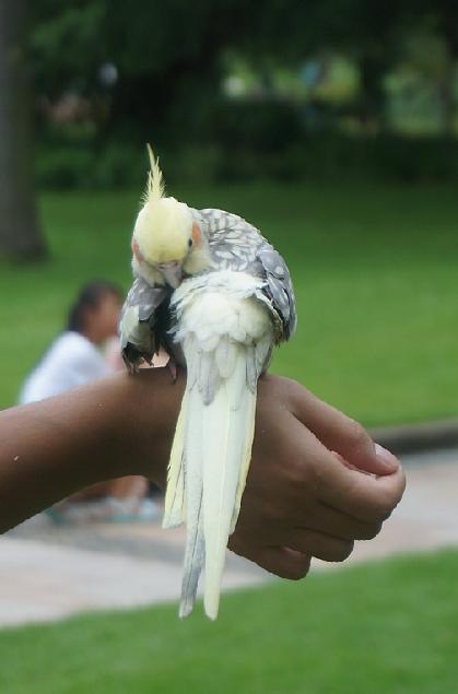 灰机鹦鹉品种,黑色鹦鹉品种推荐大全视频