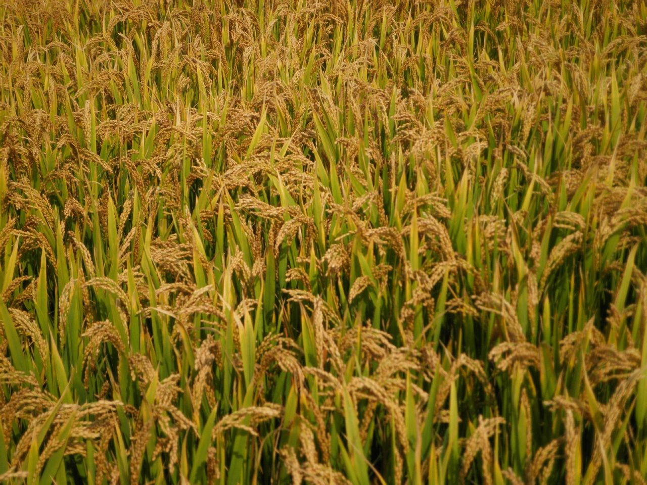 中国化肥企业100强：云天化第2，泸天化第10，史丹利第26