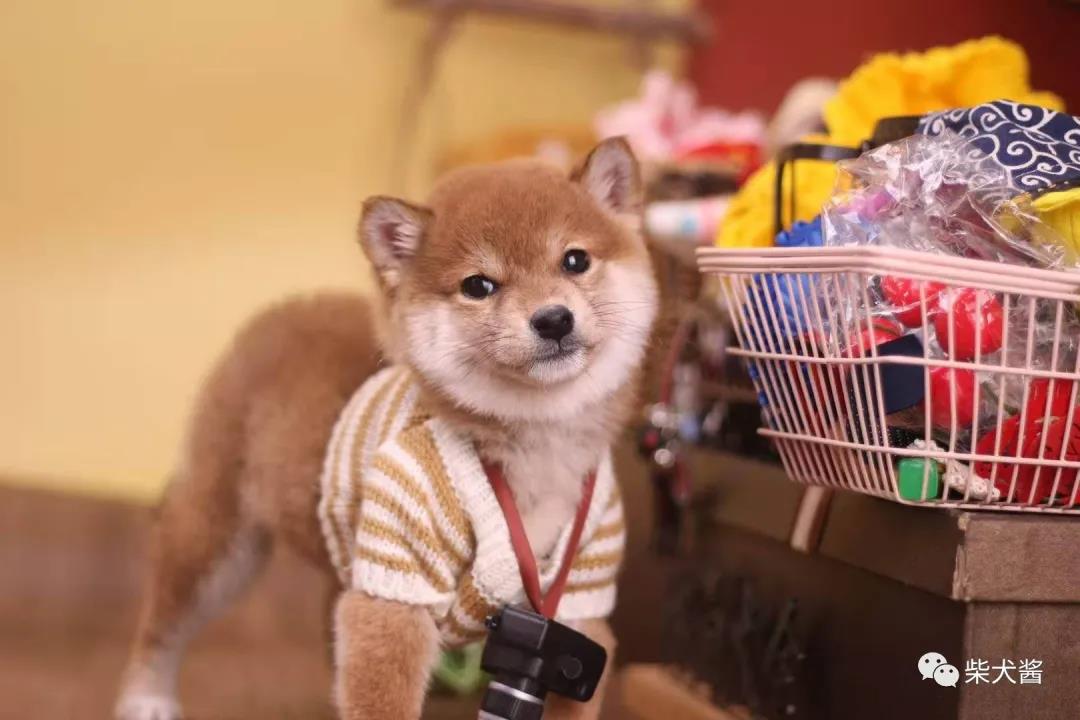 哪里买柴犬最靠谱,买柴犬在哪买比较靠谱