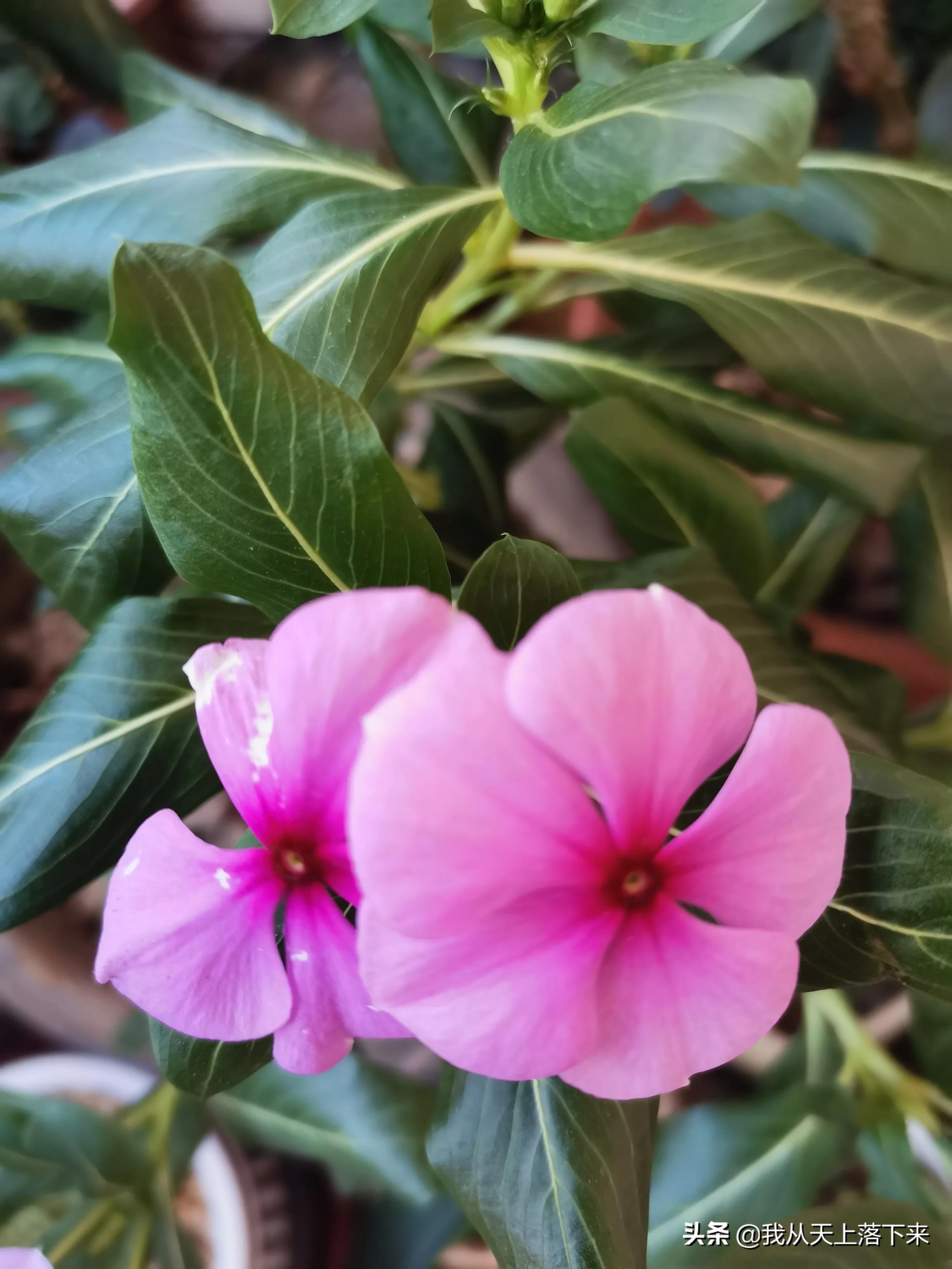 100张花朵美图,100张花图片大全