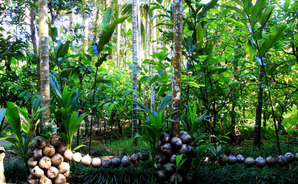 我的海南之旅作文,从海口到三亚感受海南的无限魅力