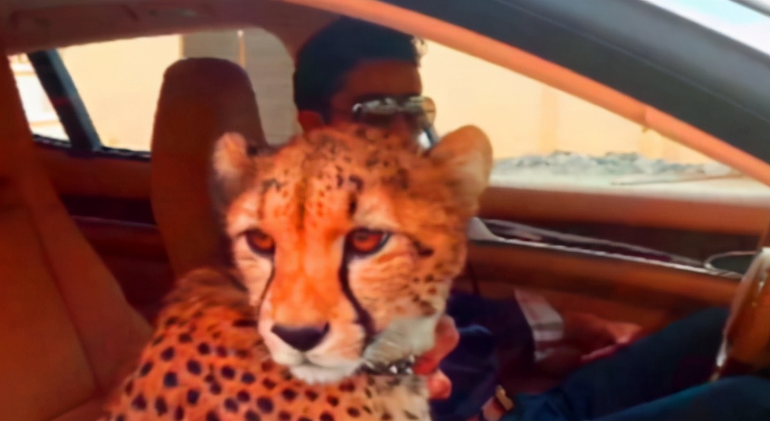 去非洲草原，要怎么做，才能不被狮子吃掉？