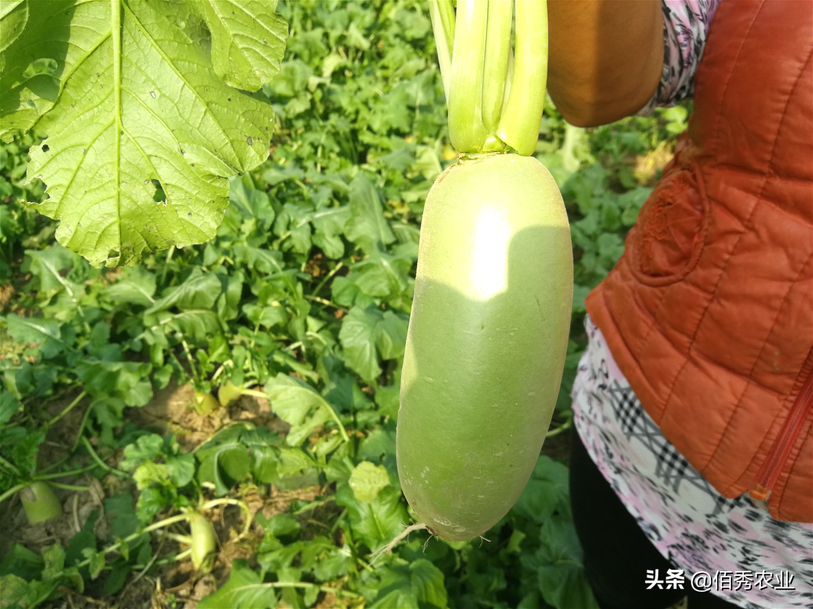 种植水果萝卜一亩利润是多少,怎么种植萝卜才能高产质量好