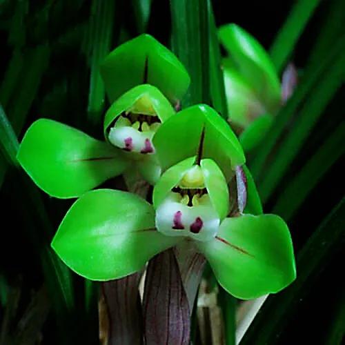 春兰大富贵和翠盖荷如何区别,春兰大富贵和郑同荷有什么区别