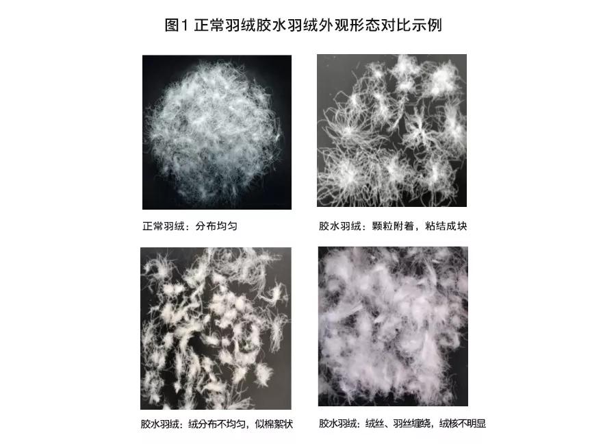 新羽绒服跑绒测试,最轻薄最保暖的羽绒服测试