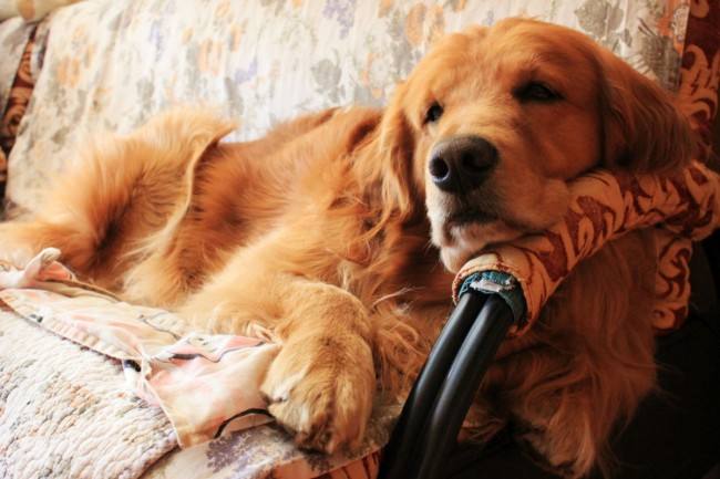 金毛犬身上的异味怎样去除,金毛臭怎么办教你4个妙招